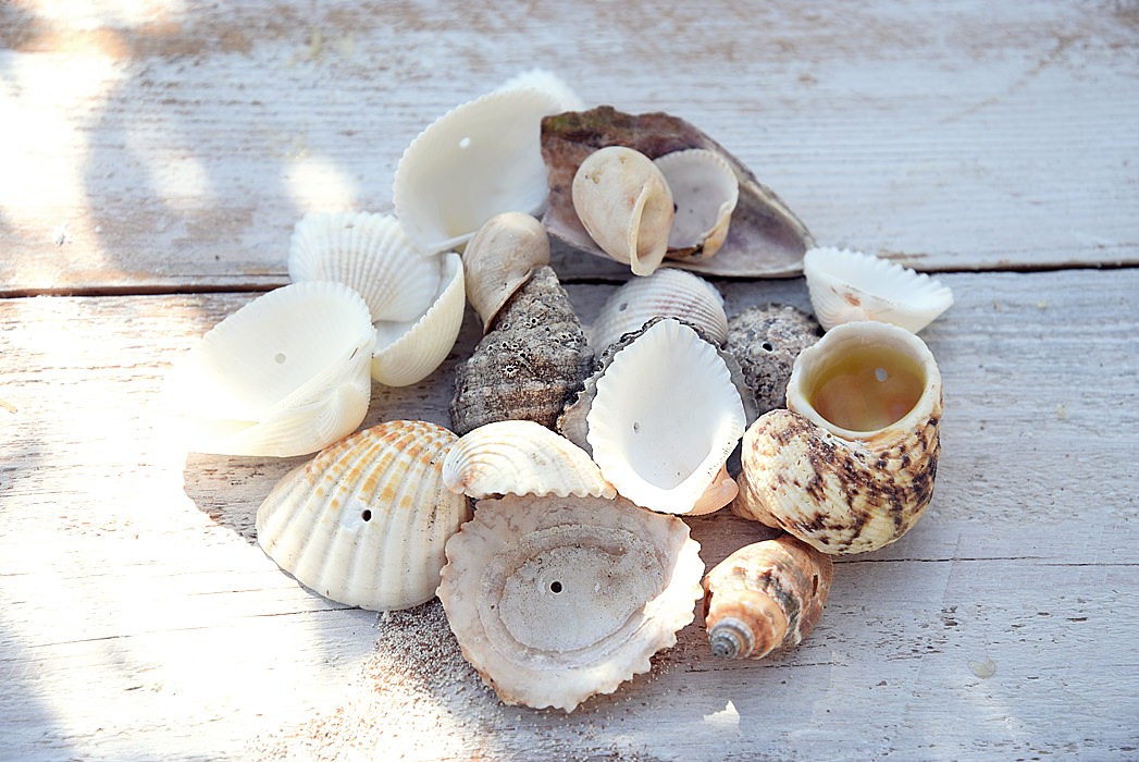 Vorbereitete Muscheln mit Löchern