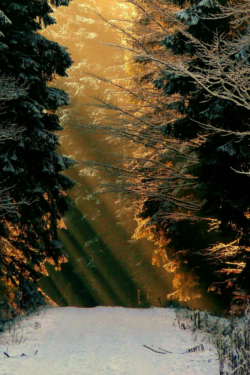 Bäume im Wald mit Schnee