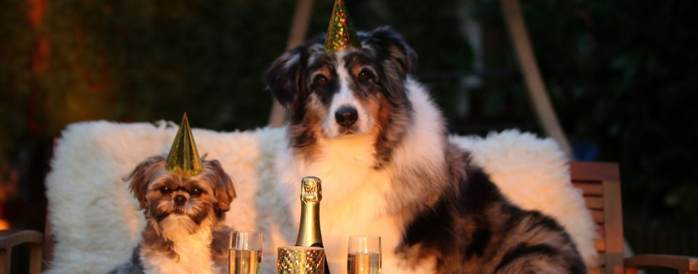 Abgedunkelte Fenster helfen Tieren an Silvester