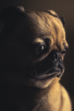 Mops