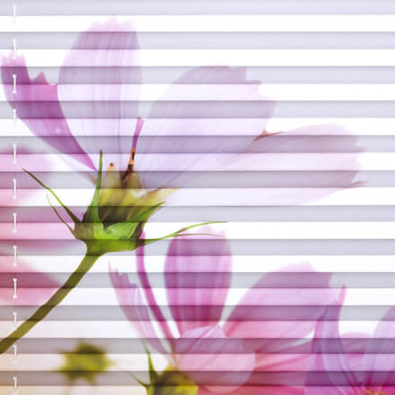 Motiv Cosmea (Farb-Nr.: 3619)